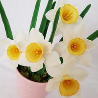 Sugar daffodils
