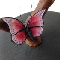 Butterfly Curiosities