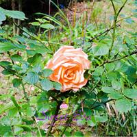 Sugar rose Sugar rose