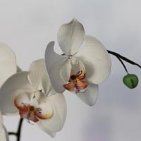 Moth orchid