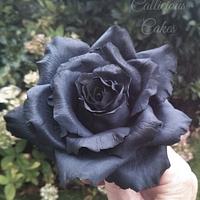 Black Sugar  Rose