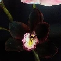 Cimbydium orchids pink and black in gum paste