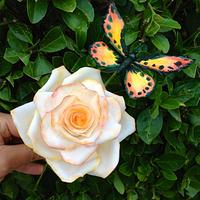 my rose and butterfly
