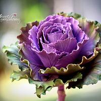 Cabbage rose