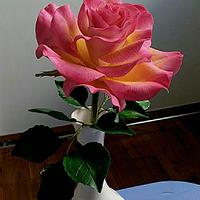 bi-color rose