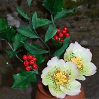 Holly ivy and Hellebore