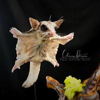 The Sugar Glider in Action
