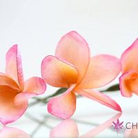 Wafer Paper Flower: Plumerias
