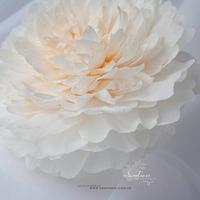 XXL Size Wafer Paper Flower