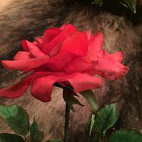 My first red "Sugar rose "