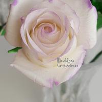Rose white 