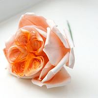 english cabbage rose
