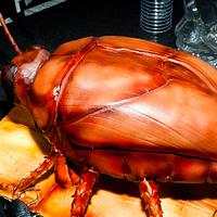 Attack of the giant cockroach