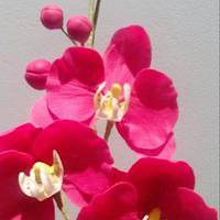 Moth Orchid- free form