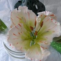 pepermint tulips 