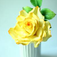 Yellow rose!