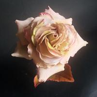 Nippon  Rose