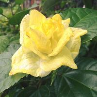 Yellow Wafer Paper Rose