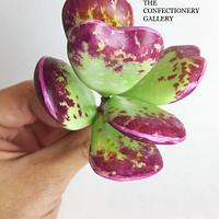 Calico Hearts Gumpaste Succulent