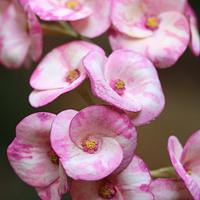 Euphorbia sugar flower