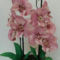 Phalaenopsis Orchid Phalaenopsis Orchid