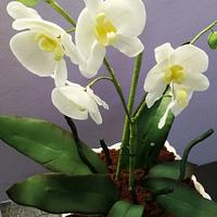 Phal Orchid Cake