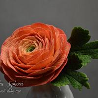 Chocolate Ranunculus