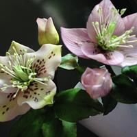 Waiting for Christmas...Hellebore