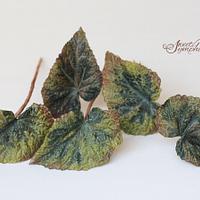 Sugar Begonia leaves