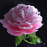 Freeformed Sugar  Pink Peony- garden beauty