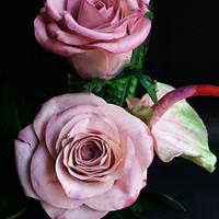 Pink roses and anthurium