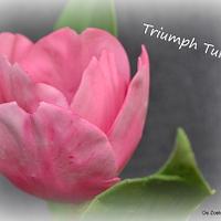 Triumph Tulip