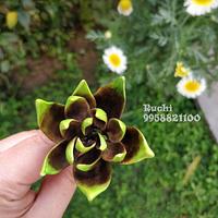 Succulent Succulent