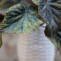 Sugar Begonia leaves