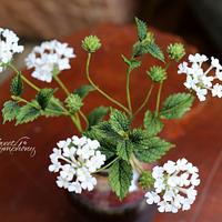 The humble Lantana The humble Lantana