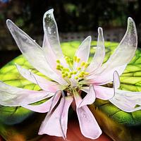 Аirbrushed gelatine lotus