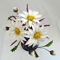 Daisy flowers Daisy flowers
