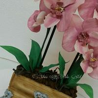 Phalaenopsis Orchid 