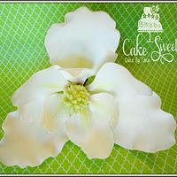 White southren Magnolia 