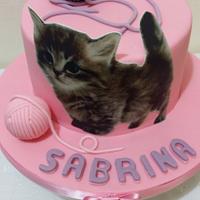 Kitten Kitten
