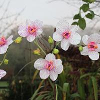 Sugar Moth Orchids