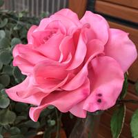 Gumpaste rose