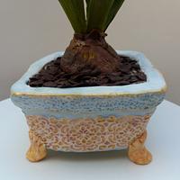 Sugar hyacith in a cake pot
