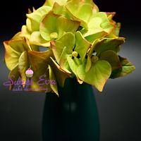 My hydrangea  flower