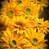 Sunflower Basket