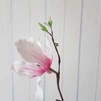 Sugar magnolia