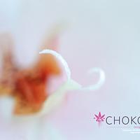 Wafer Paper Flower: Orchid (Phaleanopsis - Moth)