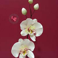Phalaenopsis Sugar Orchid
