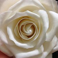 Simple Classic Cream White Sugar Rose