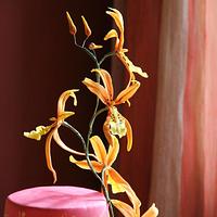erd and orange cake.... orchidee che passione!